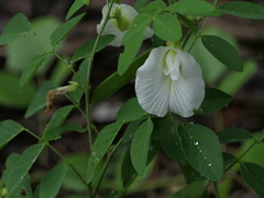 Clitoria ternatea albiflora