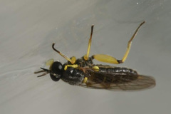 Solva marginata
