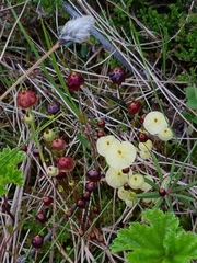Splachnum luteum