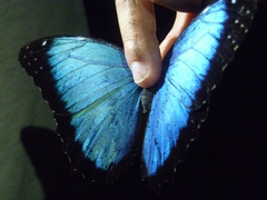 Morpho deidamia