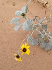 Helianthus niveus tephrodes