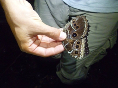 Morpho deidamia