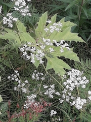 Heracleum persicum