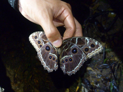 Morpho deidamia