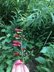 Penstemon cardinalis