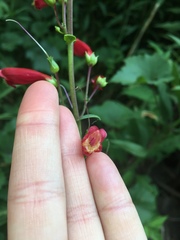 Penstemon cardinalis