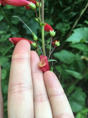 Penstemon cardinalis
