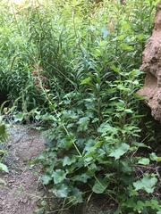 Penstemon cardinalis