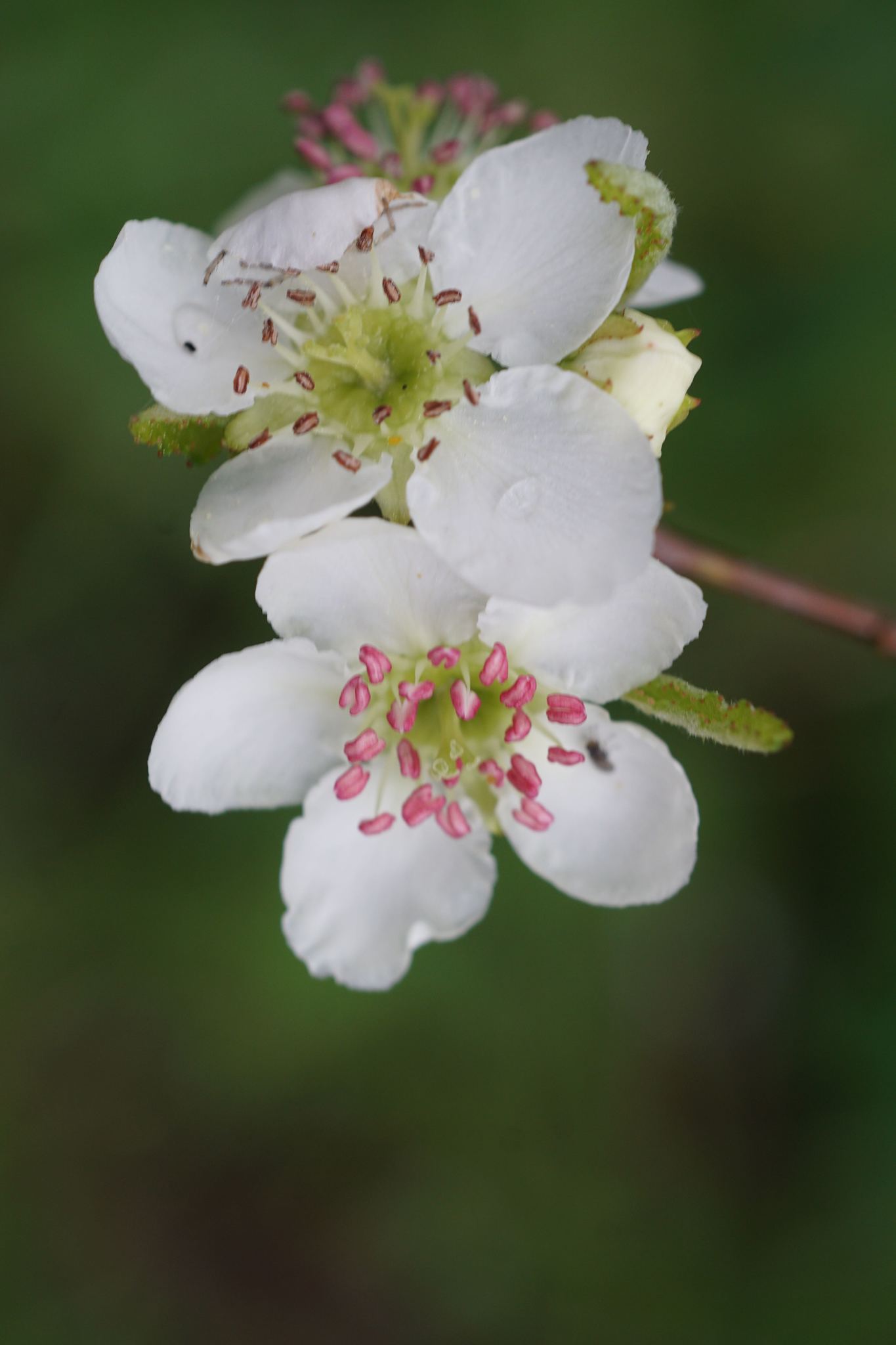 Crataegus opaca