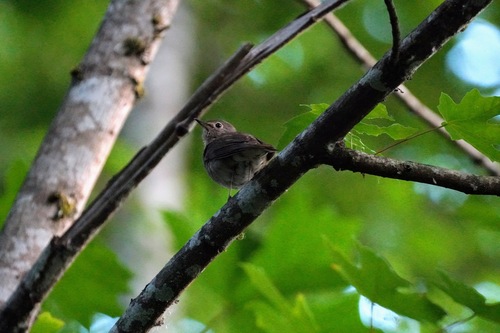 Swainson's Thrush (Catharus ustulatus), photo 10