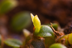 Porpax karikouyensis