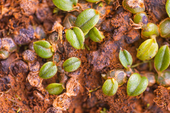 Porpax karikouyensis