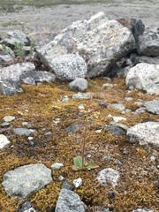 Micranthes nelsoniana