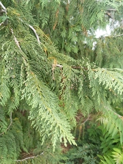 Cupressus nootkatensis