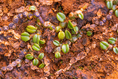 Porpax karikouyensis