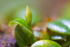 Porpax karikouyensis