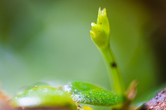 Porpax karikouyensis