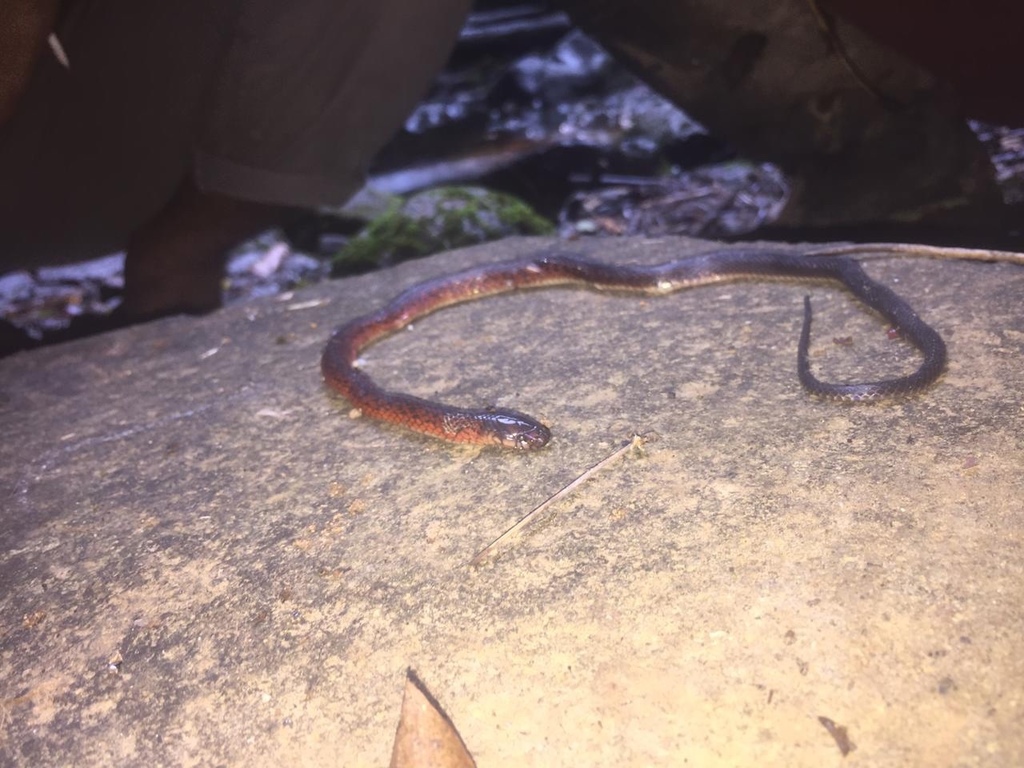 Dark-Grey Ground Snake
