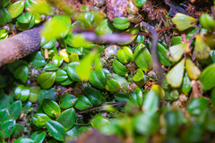 Porpax karikouyensis