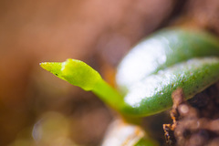 Porpax karikouyensis