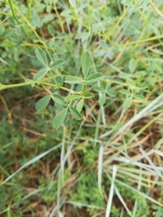 Medicago sativa