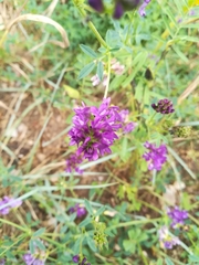 Medicago sativa