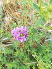 Medicago sativa