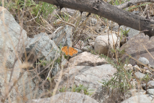 Melitaea romanovi