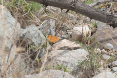 Melitaea romanovi