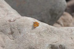 Melitaea romanovi