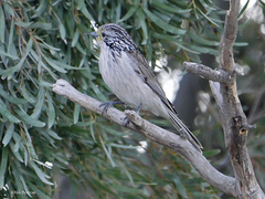 Plectorhyncha lanceolata