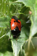 Deraeocoris rutilus