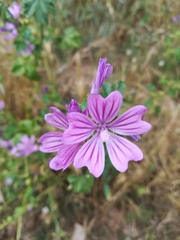 Malva sylvestris