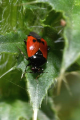 Deraeocoris rutilus