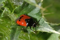 Deraeocoris rutilus