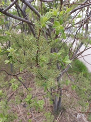 Salix bebbiana