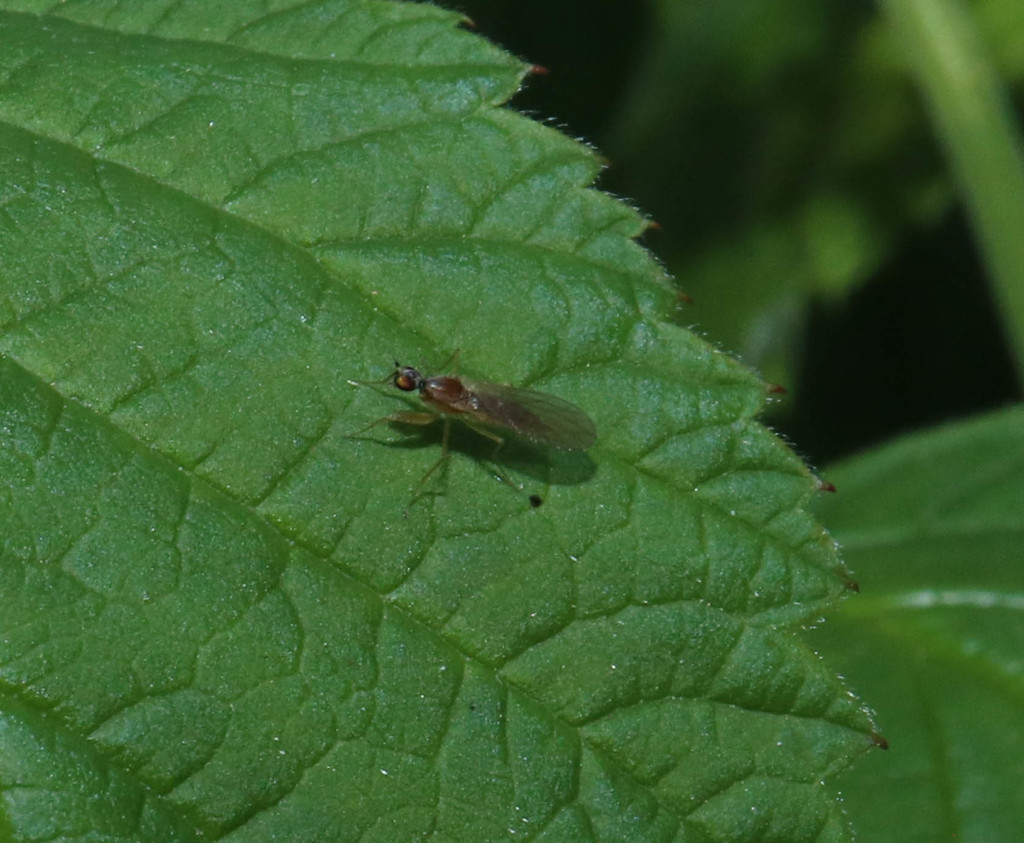 Phyllodromia melanocephala