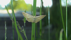 Idaea pallidata