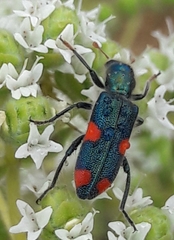 Trichodes quadriguttatus