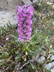 Pedicularis lanata