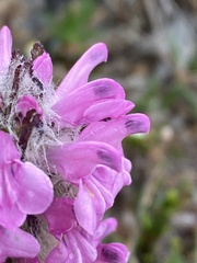Pedicularis lanata