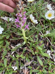 Pedicularis lanata