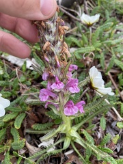 Pedicularis lanata