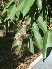 Trichospermum galeottii