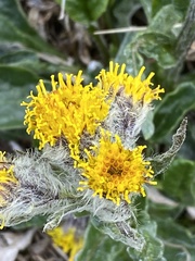 Tephroseris yukonensis