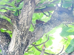 Pterorhinus poecilorhynchus