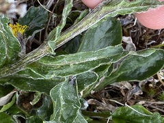 Tephroseris yukonensis