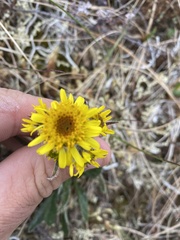Tephroseris yukonensis