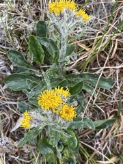 Tephroseris yukonensis