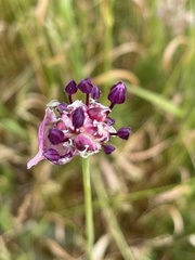 Allium oleraceum